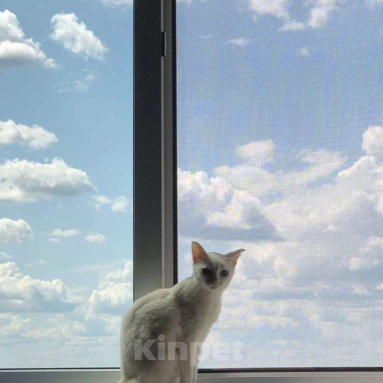 Кошки в Сердобске: красивая  кошка Девочка, 1 руб. - фото 1
