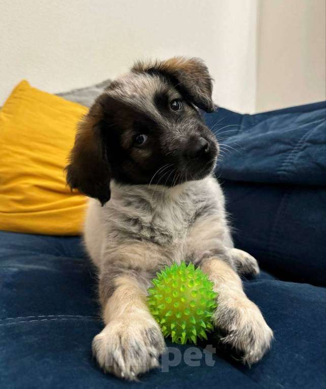 Собаки в Красногорске: Щенок Девочка, Бесплатно - фото 3