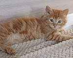 Кошки в Королеве: Котенок в добрые руки Мальчик, Бесплатно - фото 4