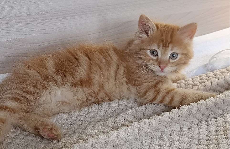 Кошки в Королеве: Котенок в добрые руки Мальчик, Бесплатно - фото 4