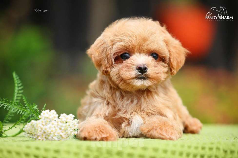 Собаки в Екатеринбурге: Шикарная девочка мальтипу от заводчика Девочка, 160 000 руб. - фото 2