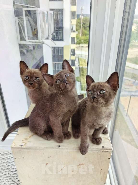 Кошки в Туле: Бурманские котята Мальчик, 16 000 руб. - фото 1
