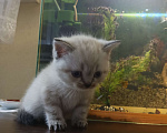 Кошки в других городах Краснодарского края: Шотландские котята Девочка, 8 500 руб. - фото 2