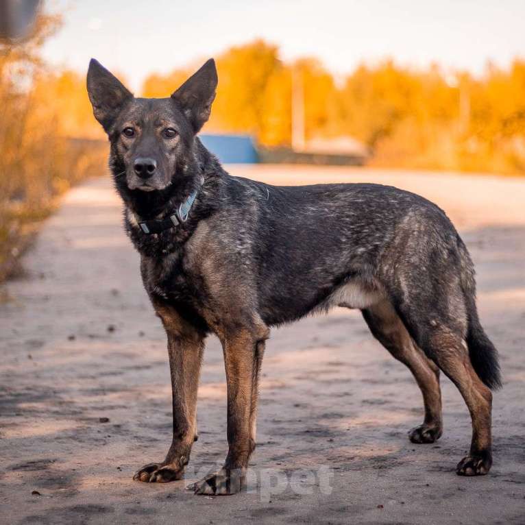 Собаки в Москве: Джай Мальчик, Бесплатно - фото 3