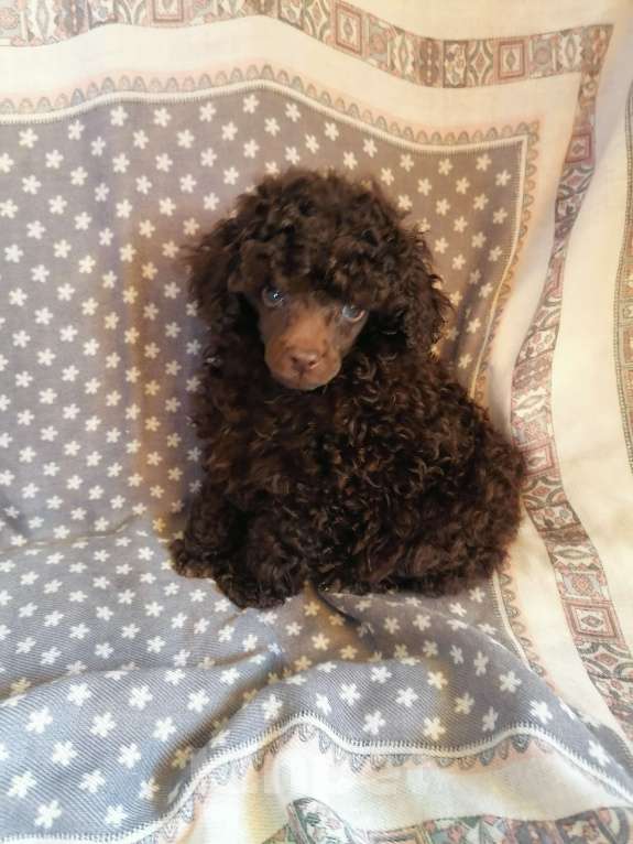 Собаки в Санкт-Петербурге: Щенки той пудель Мальчик, 55 000 руб. - фото 1