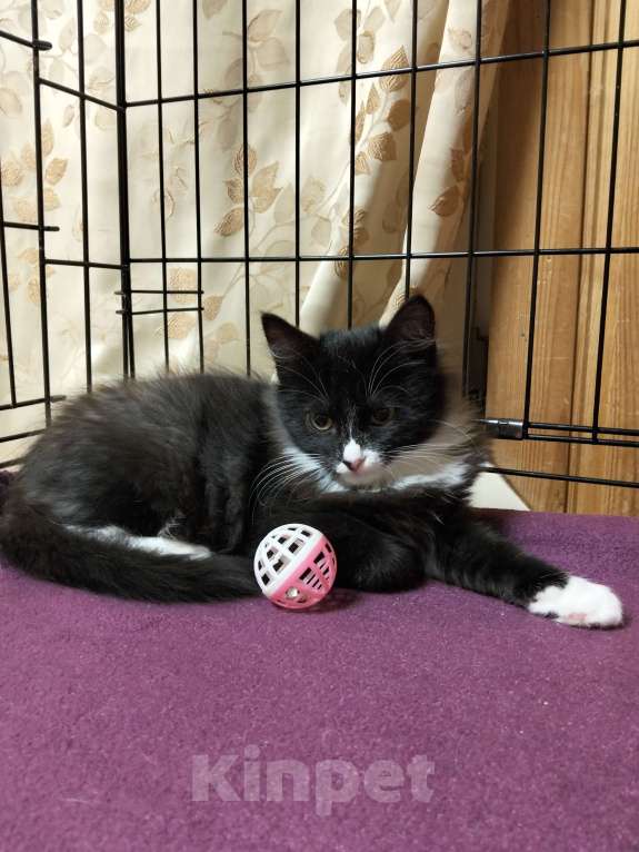 Кошки в Москве: Котёнок в добрые руки Мальчик, Бесплатно - фото 3