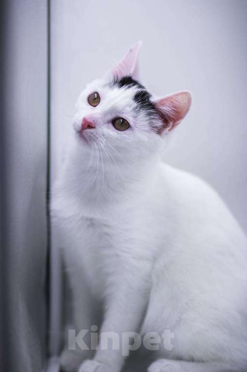 Кошки в Москве: Малышка Кёрла в любящие руки. Девочка, 1 руб. - фото 3