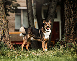 Собаки в Москве: Купер Мальчик, Бесплатно - фото 2