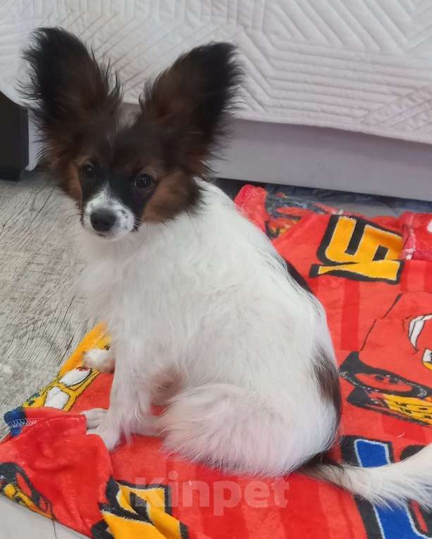 Собаки в Оренбурге: Чистокровные щенки породы Папийон Мальчик, 50 000 руб. - фото 2