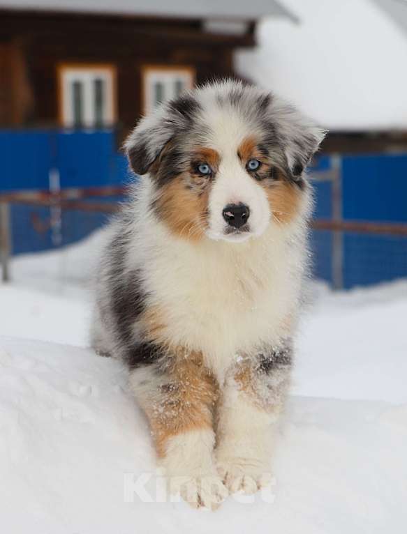 Собаки в других городах Владимирской области: щенок австралийской овчарки Девочка, 120 000 руб. - фото 6