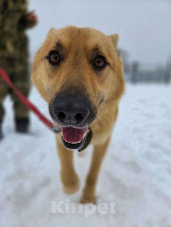 Собаки в Москве: Шикарный парень Майор в добрые руки! Мальчик, Бесплатно - фото 3