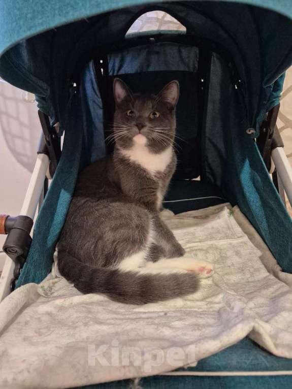 Кошки в Москве: Ласковый красавец молодой котик Митя ищет семью! Мальчик, Бесплатно - фото 4