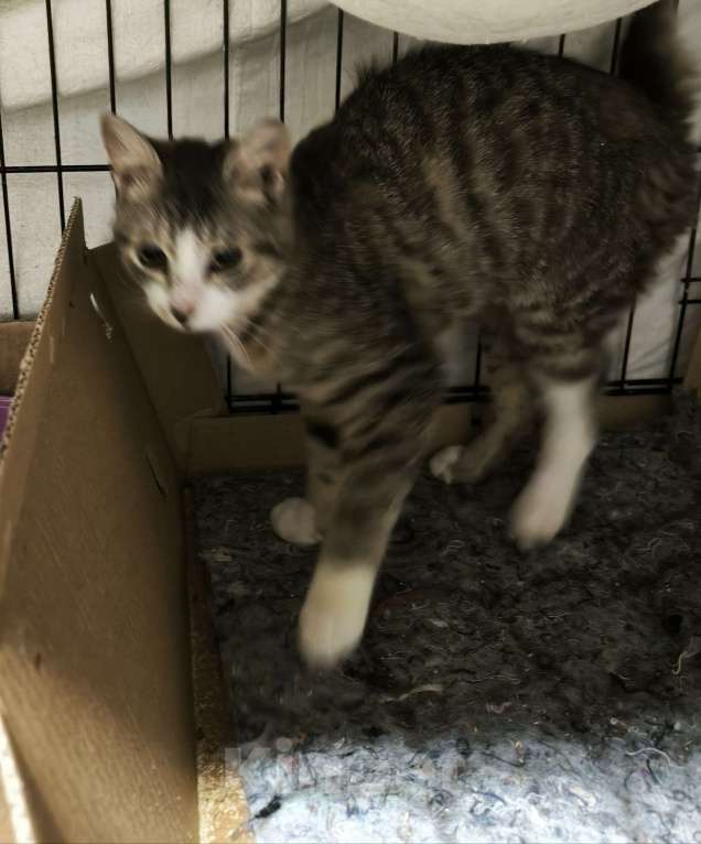 Кошки в Санкт-Петербурге: Котик 5 мес чудо характер Мальчик, Бесплатно - фото 2