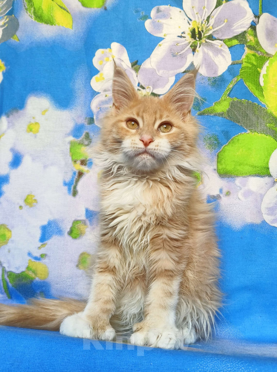 Кошки в Москве: Мейн-Кун полидакт. Девочка Девочка, 75 000 руб. - фото 1