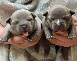 Собаки в Санкт-Петербурге: Девочки американский булли Девочка, 130 000 руб. - фото 1
