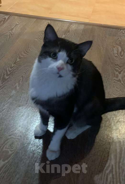 Кошки в Новосибирске: Отдам кота в добрые руки, был найден в конце марта Мальчик, Бесплатно - фото 2