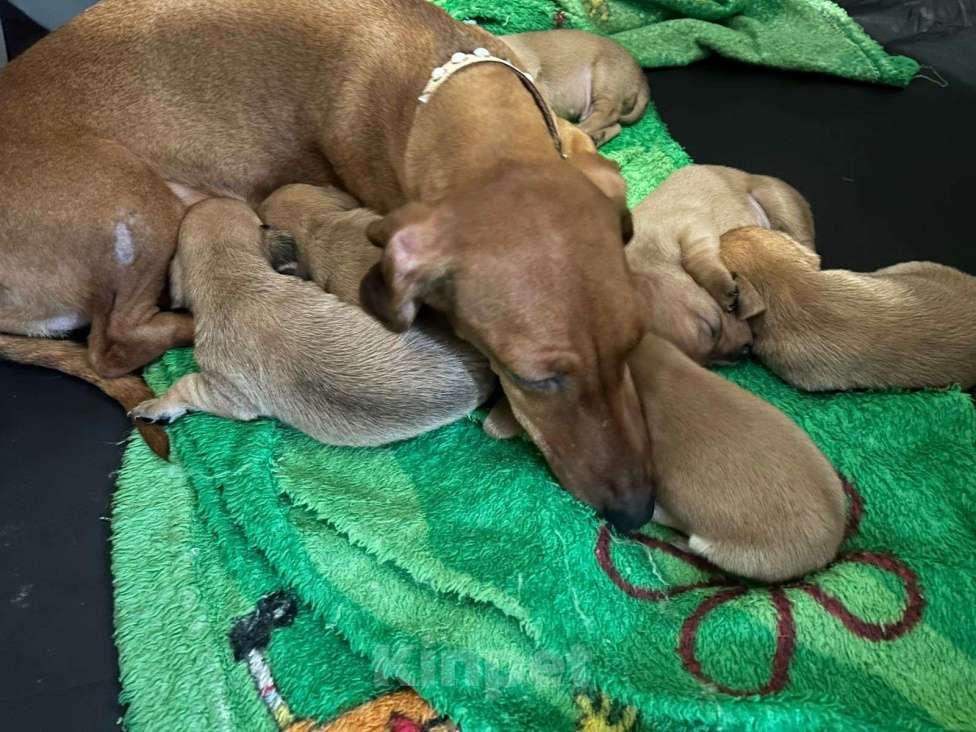 Собаки в Волгограде: Продаются щенки чивини Мальчик, Бесплатно - фото 7