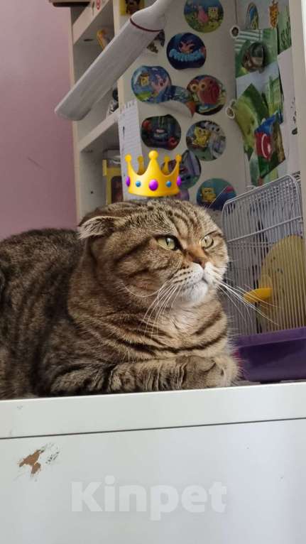 Кошки в Сочи: Домашняя шотландская вислоухая кошка Милашка  Девочка, Бесплатно - фото 6