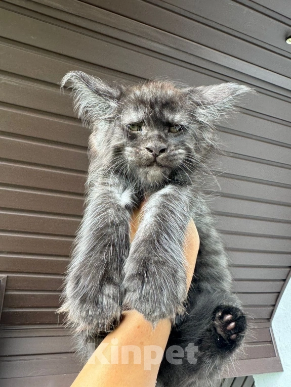 Кошки в Москве: Огромные Мейн куны  Мальчик, 65 000 руб. - фото 3