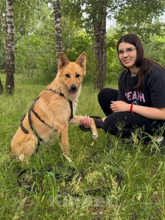 Собаки в Москве: Сладкая девчонка  Девочка, Бесплатно - фото 2