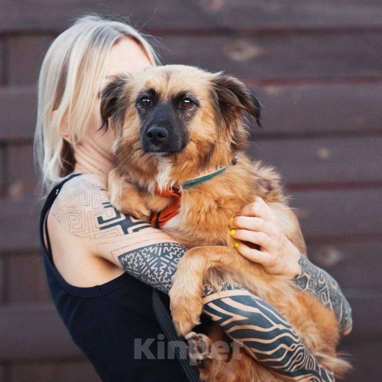 Собаки в Москве: Здравствуйте, я  - Алиса :) Девочка, Бесплатно - фото 9