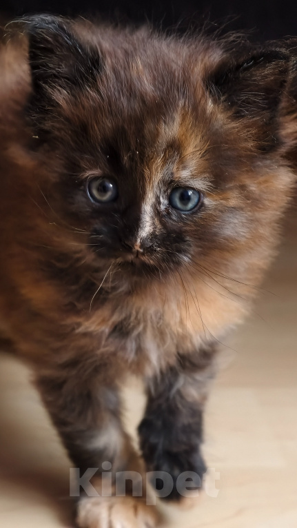 Кошки в Москве: Котёнок Мейн Кун метис Девочка, Бесплатно - фото 3