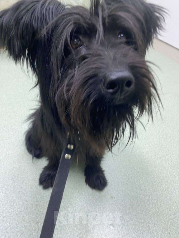 Собаки в Москве: Небольшой метис шнауцера в добрые руки Мальчик, Бесплатно - фото 3