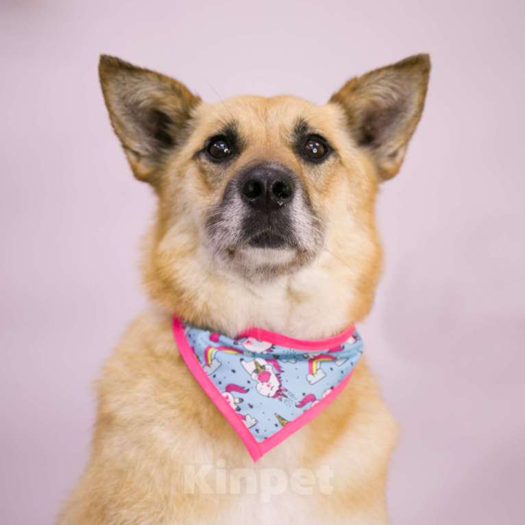 Собаки в Москве: Алиса Девочка, Бесплатно - фото 3