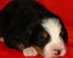 Собаки в Наро-Фоминске: Малыши бернского зенненхунда Помет "G" Мальчик, Бесплатно - фото 4