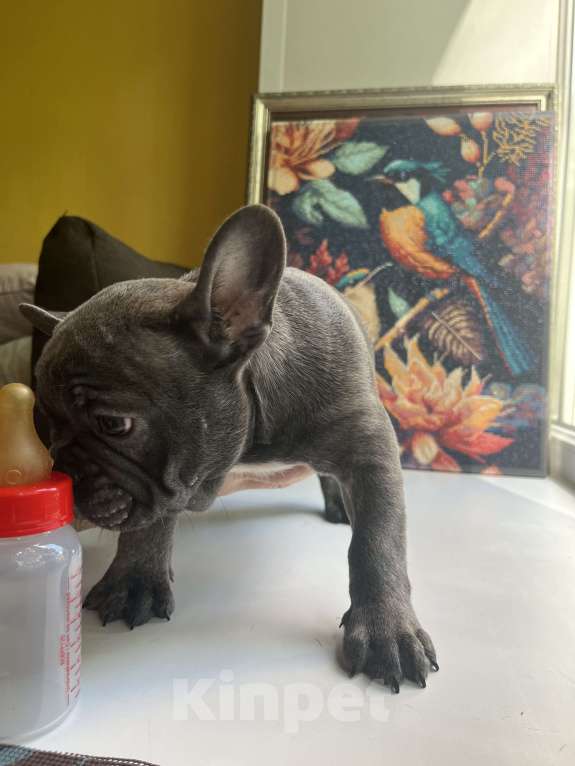 Собаки в Москве: Французский бульдог щенок Мальчик, 50 000 руб. - фото 5