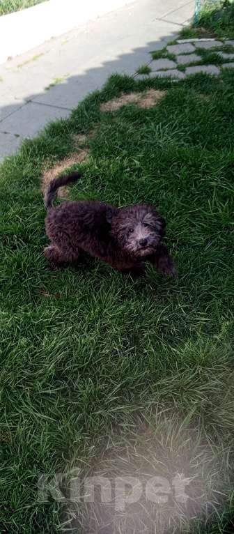 Собаки в Симферополе: Миниатюрный пудель серый подрощенный и резерв ощенившихся Мальчик, 60 000 руб. - фото 3