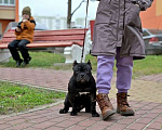 Собаки в Курске: Девочка булли черного окраса Девочка, 120 000 руб. - фото 1
