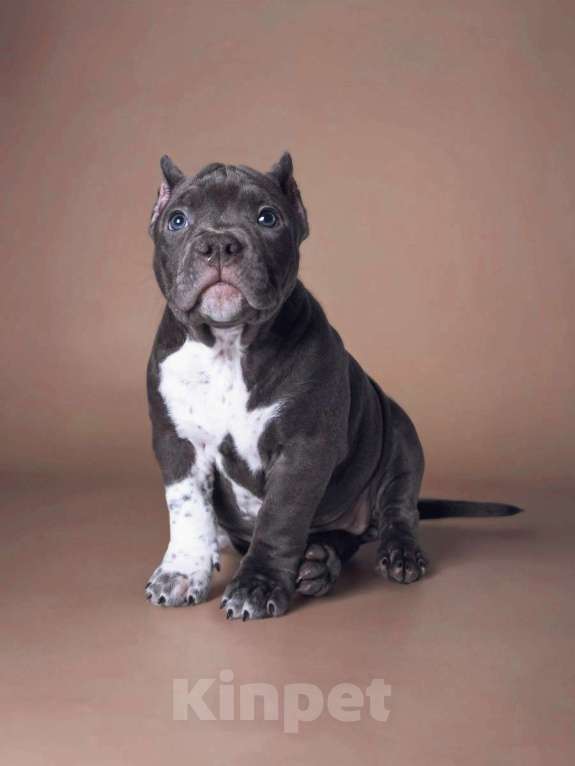Собаки в Москве: Американский булли стандарт Девочка, 120 000 руб. - фото 2