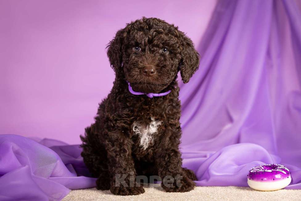 Собаки в Москве: EGELMEISTER Мальчик, 120 000 руб. - фото 1