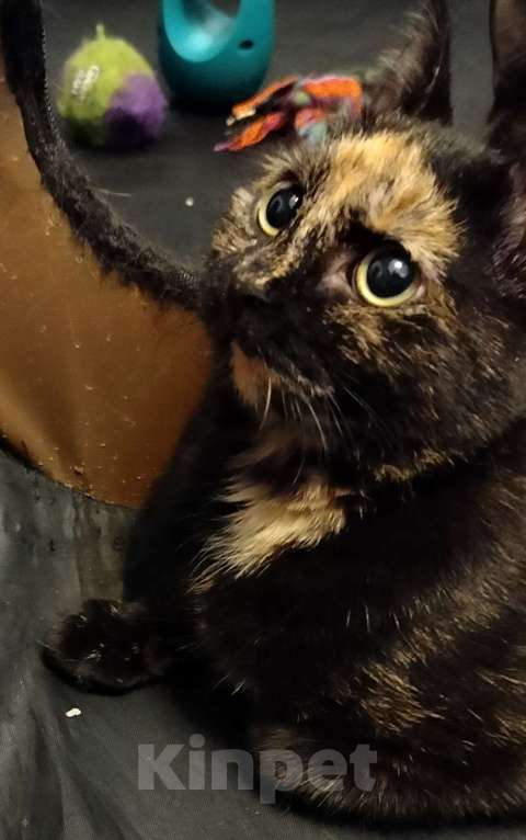 Кошки в Мурином: Отдам кошечку в добрые руки Девочка, Бесплатно - фото 4