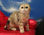 Кошки в Клине: Мраморный котик Мальчик, 15 000 руб. - фото 2