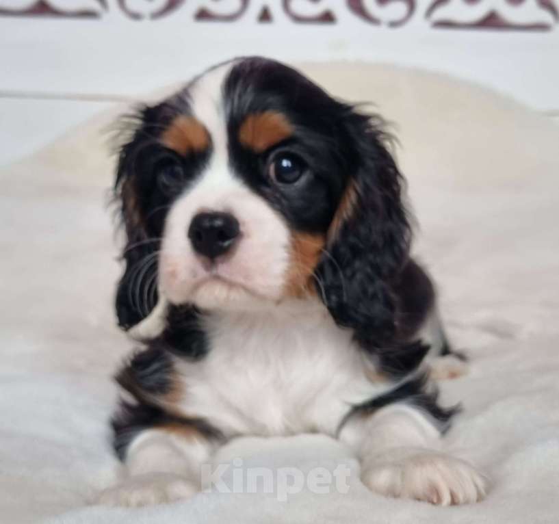 Собаки в Сергиеве Посаде: Мальчики кавалерчики Мальчик, 111 111 руб. - фото 3