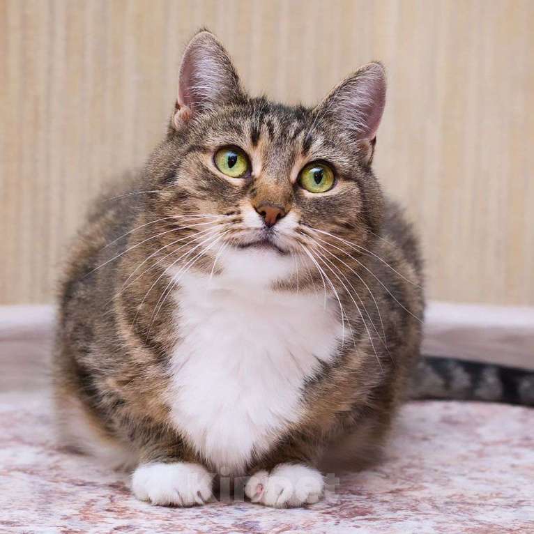 Кошки в Москве: Ласковая кошечка Симона Девочка, Бесплатно - фото 4