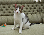 Кошки в Санкт-Петербурге: Котенок-подросток Рублик очень хочет стать домашним Мальчик, Бесплатно - фото 1
