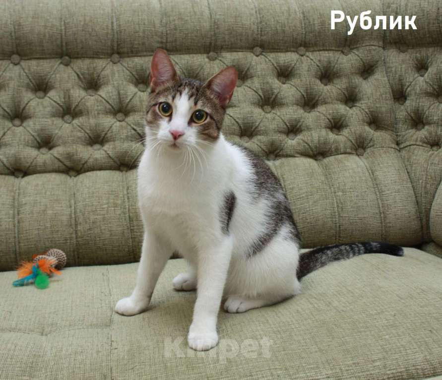 Кошки в Санкт-Петербурге: Котенок-подросток Рублик очень хочет стать домашним Мальчик, Бесплатно - фото 1