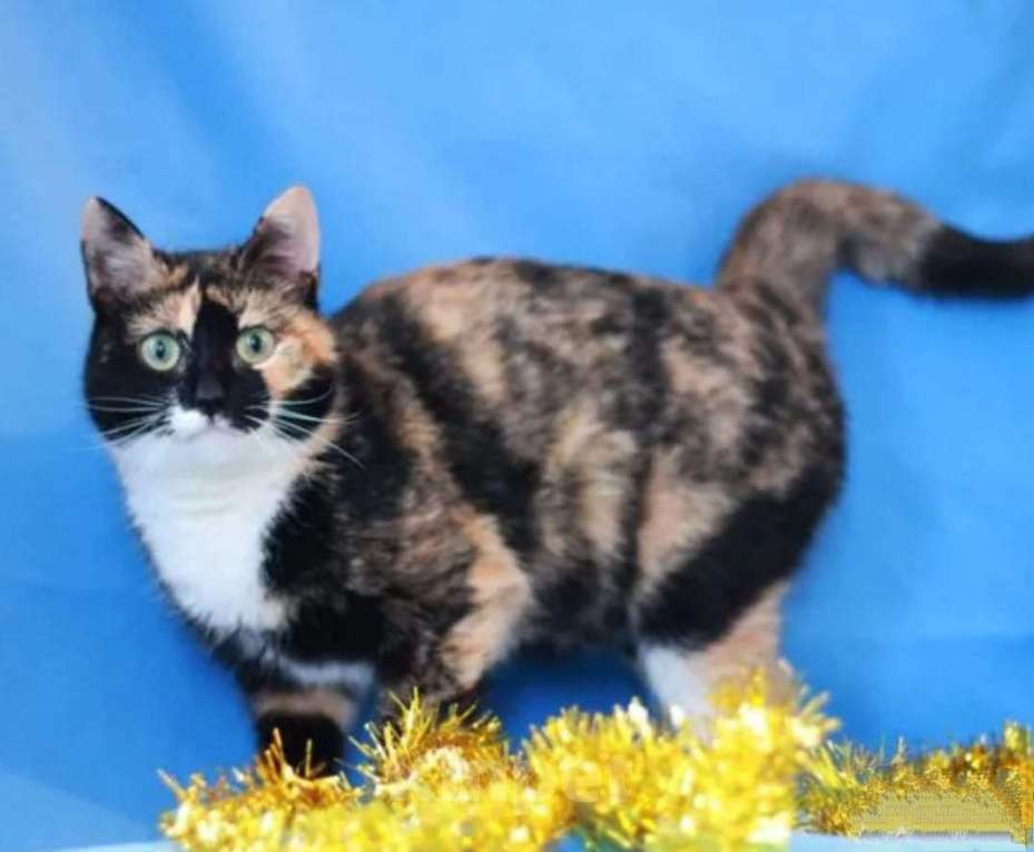 Кошки в Москве: Спокойная яркая трехцветная кошка Яся в добрые руки Девочка, Бесплатно - фото 2