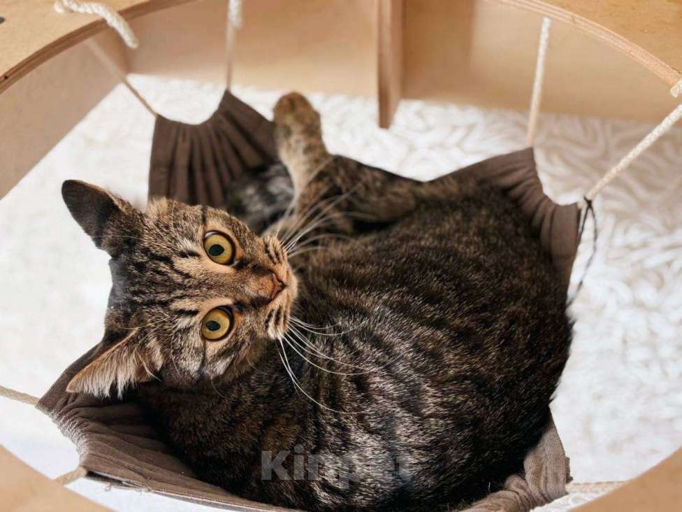 Кошки в Балашихе: Гренка Девочка, Бесплатно - фото 2