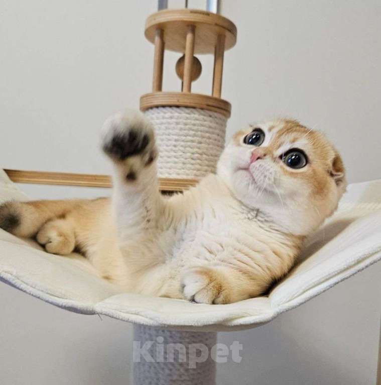 Кошки в Москве: Шотландский вислоухий котенок девочка Девочка, 45 000 руб. - фото 4