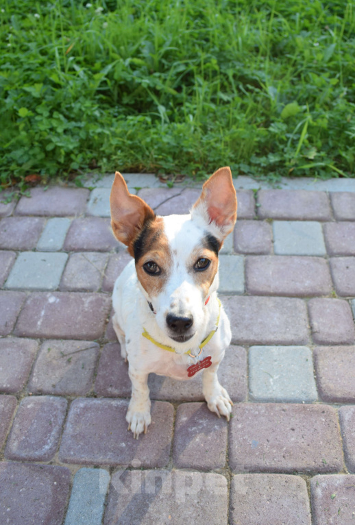 Собаки в Москве: Джек рассел в добрые руки! Девочка, Бесплатно - фото 2