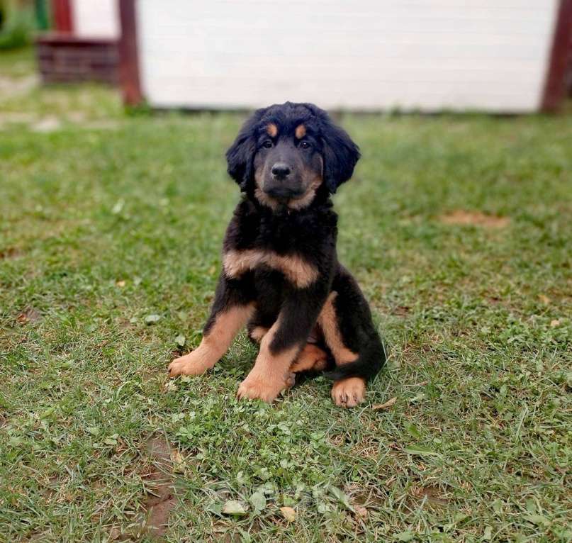 Собаки в Москве: щенки ховаварта Мальчик, Бесплатно - фото 2