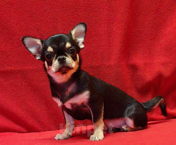 Собаки в Москве: Чихуахуа. Девочка. Девочка, 60 000 руб. - фото 1