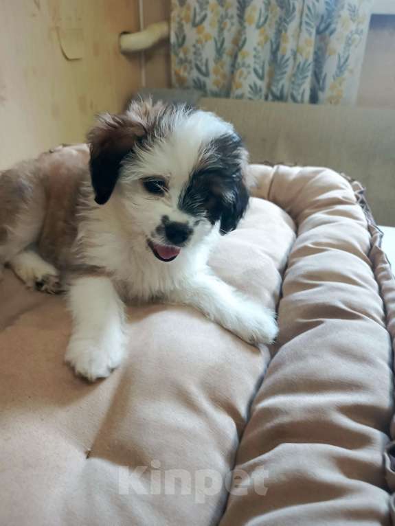 Собаки в других городах Курской области: Девочка Мона, 2-х месячного возраста, окрас цветной, бело- коричневый, очень красивый.  Девочка, 15 000 руб. - фото 3