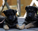 Собаки в Подольске: щенки немецкой овчарки Мальчик, Бесплатно - фото 2