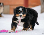 Собаки в Волоколамске: Бернский Зенненхунд, щенок сука РКФ Девочка, 120 000 руб. - фото 5