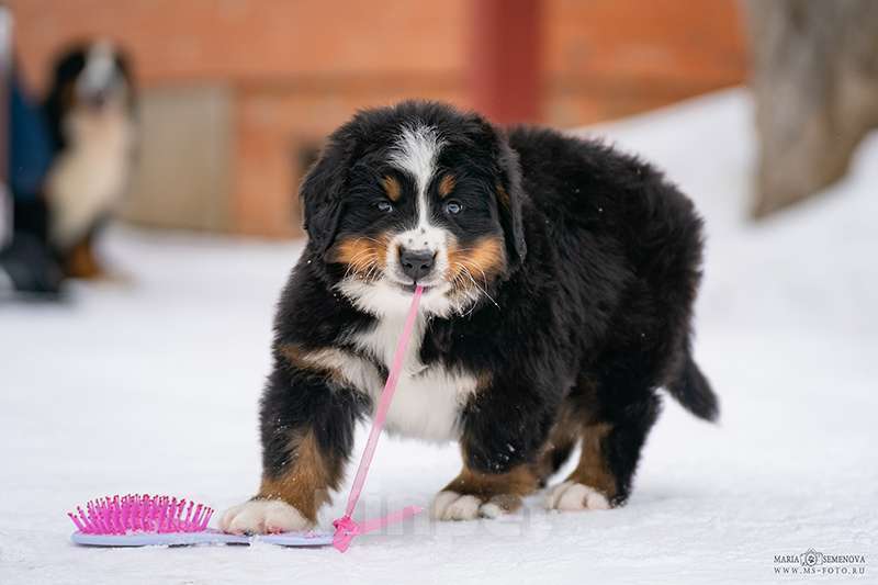Собаки в Волоколамске: Бернский Зенненхунд, щенок сука РКФ Девочка, 120 000 руб. - фото 5